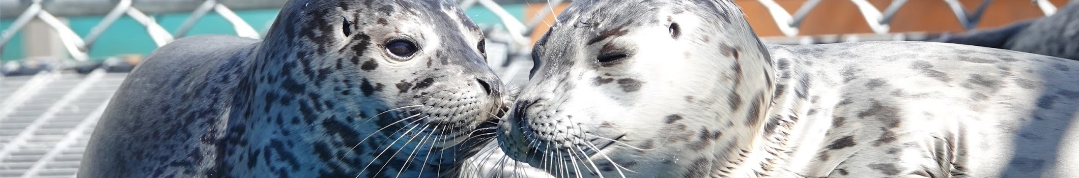 Seals